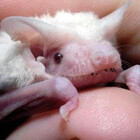 Squidbat