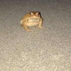 froggy-time