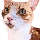 Murphy-T-Cat