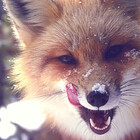 LatteFox