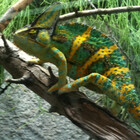 aligoldy