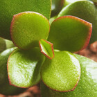 NewbieGardener