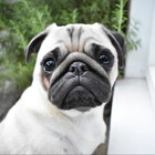 PercyPug