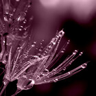 A-Dandelions