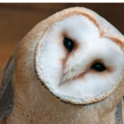 Tyto0624