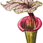 DroseraRegia