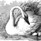 swankeeper