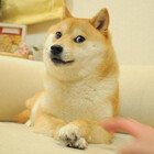 DopeDoge