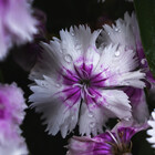 avilaloomis