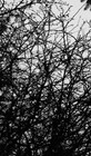 the-dead-star