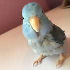 Birdi-Boi