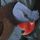 Parrotea