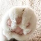 CatAuras