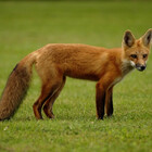 Fearless-Fox