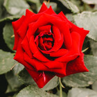 samerdaboul