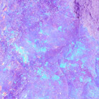 lavender97