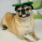 rescuedpug