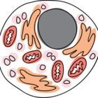 BiologyBubble