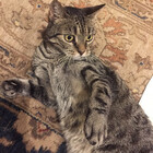 Pippacat