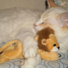 chatte