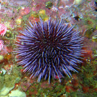 sea-urchin