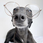 worriedwhippet