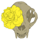 Skull-Collector