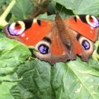 ButterflyGarden
