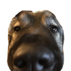 Bandit7