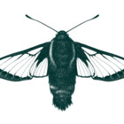 hemarisdiffinis