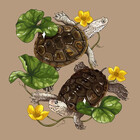 sippreptiles