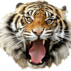 Tigav