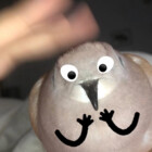 Donutthedove