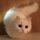Ikitty03