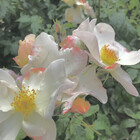 Peach-cloud