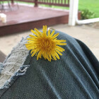 Dandelion2019