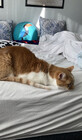 Dumplingisacat