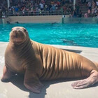 RadGroovy