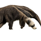 T Pose Anteater Sticker for Sale by AnteaterGuy