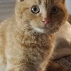 PizzaSteveCat