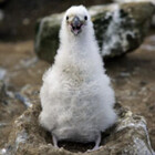 wendibird