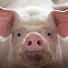 PigVibes