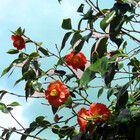 miharu