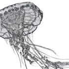 CharliCharles