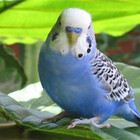 blizzard-budgie