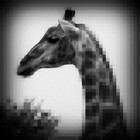 minorpixelation