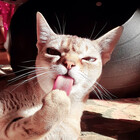 Cat-yawns