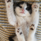 MrFigaroCat
