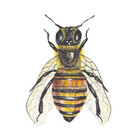 LaurasSketches