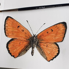 DesireeGaalArt
